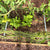 overhead view of vine buddy installed in greenhouse