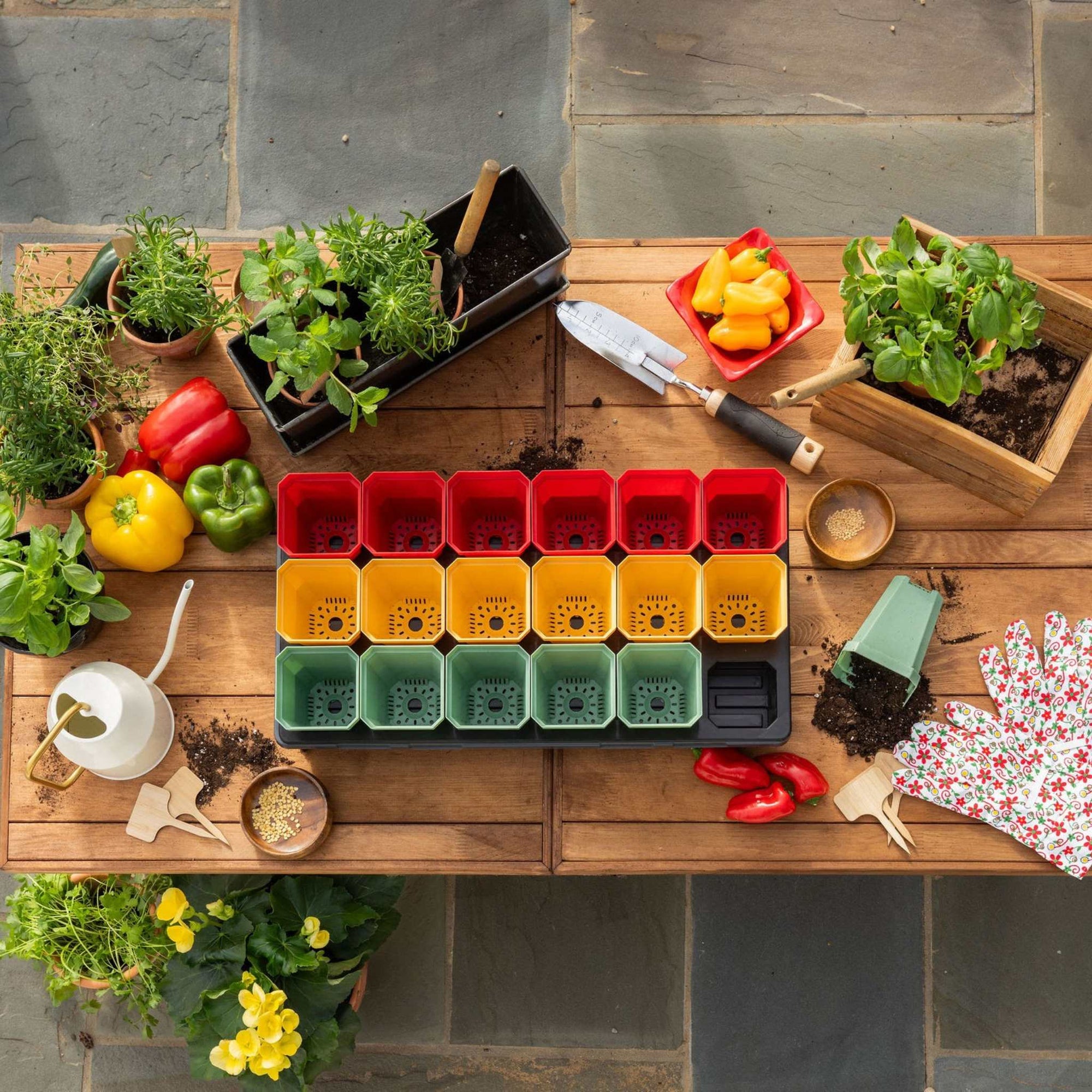Overhead view of a wooden planting table with red, green, and yellow 3 inch pots in a dark grey 1020 tray with insert holder. Also on the table are young plants, peppers, watering can, and pepper seeds.