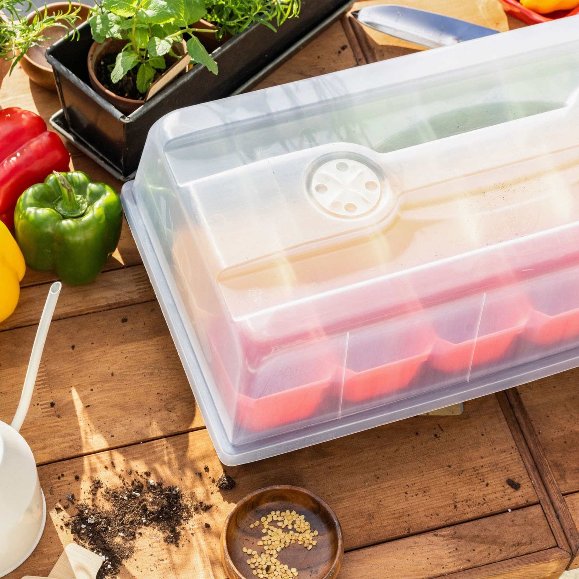 Frosted humidity dome covering a 1020 tray with colored pots sitting on a wooden table with pepper seeds in a bowl.