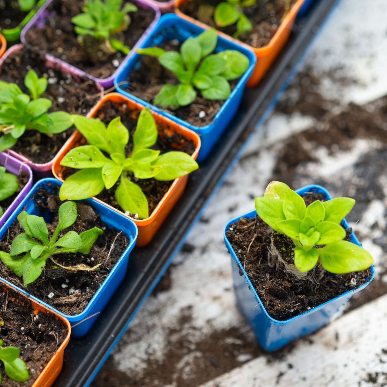 petunias planted in multicolor 2.5" pots in a 32 cell 