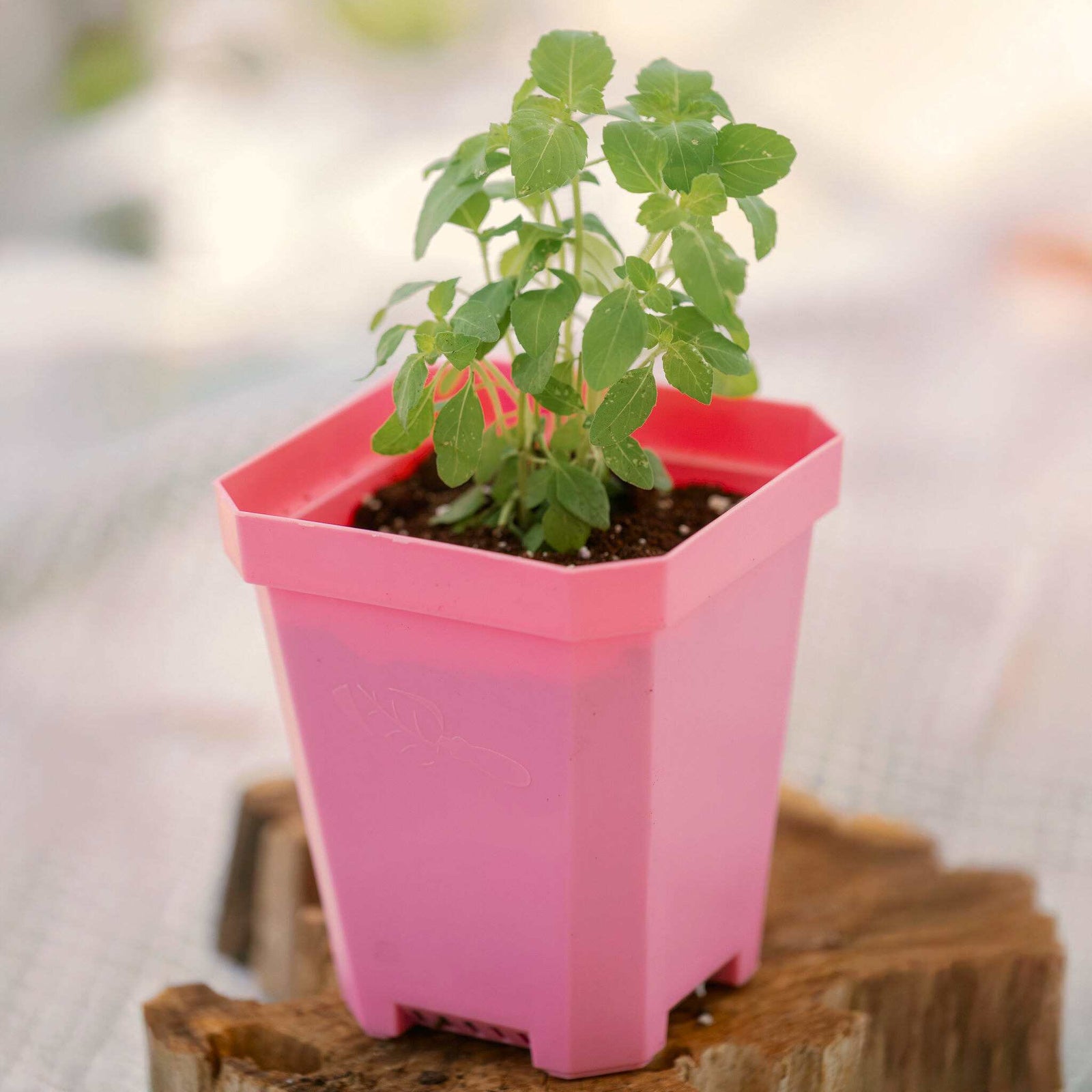 5" nursery pot in pink planted with herbs