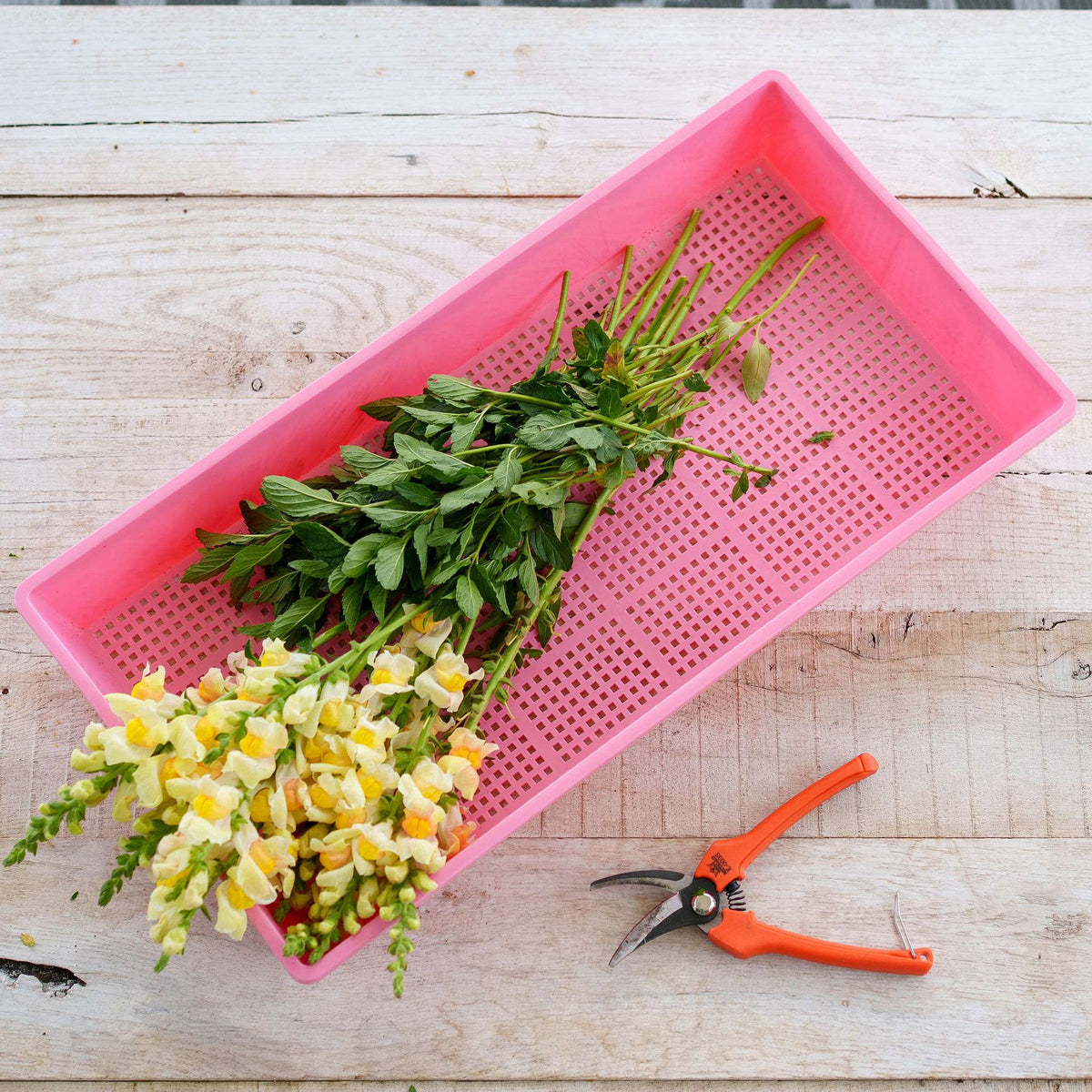 pink deep mesh tray holding yellow snapdragons