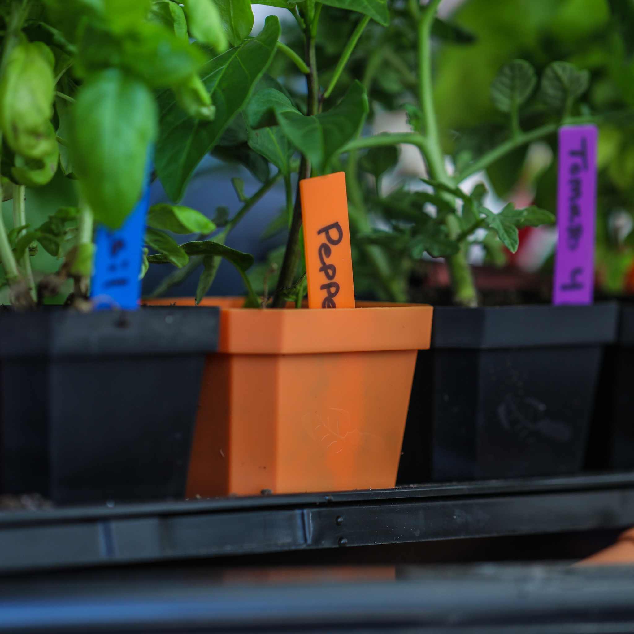 labels for plant pots Multi-color Plant Labels