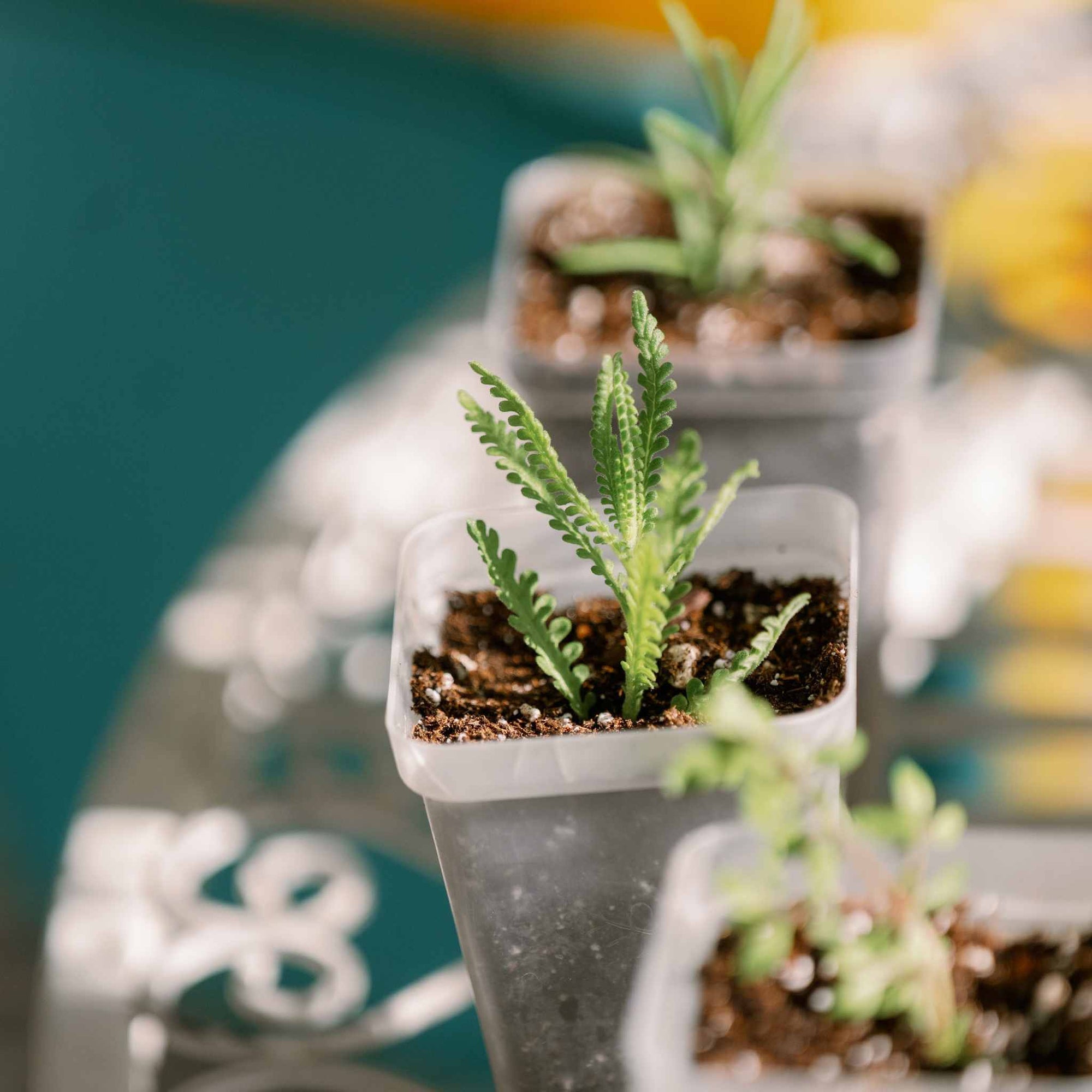 succulent propagation kit Propagation Kit | For Cuttings, Seedlings and More