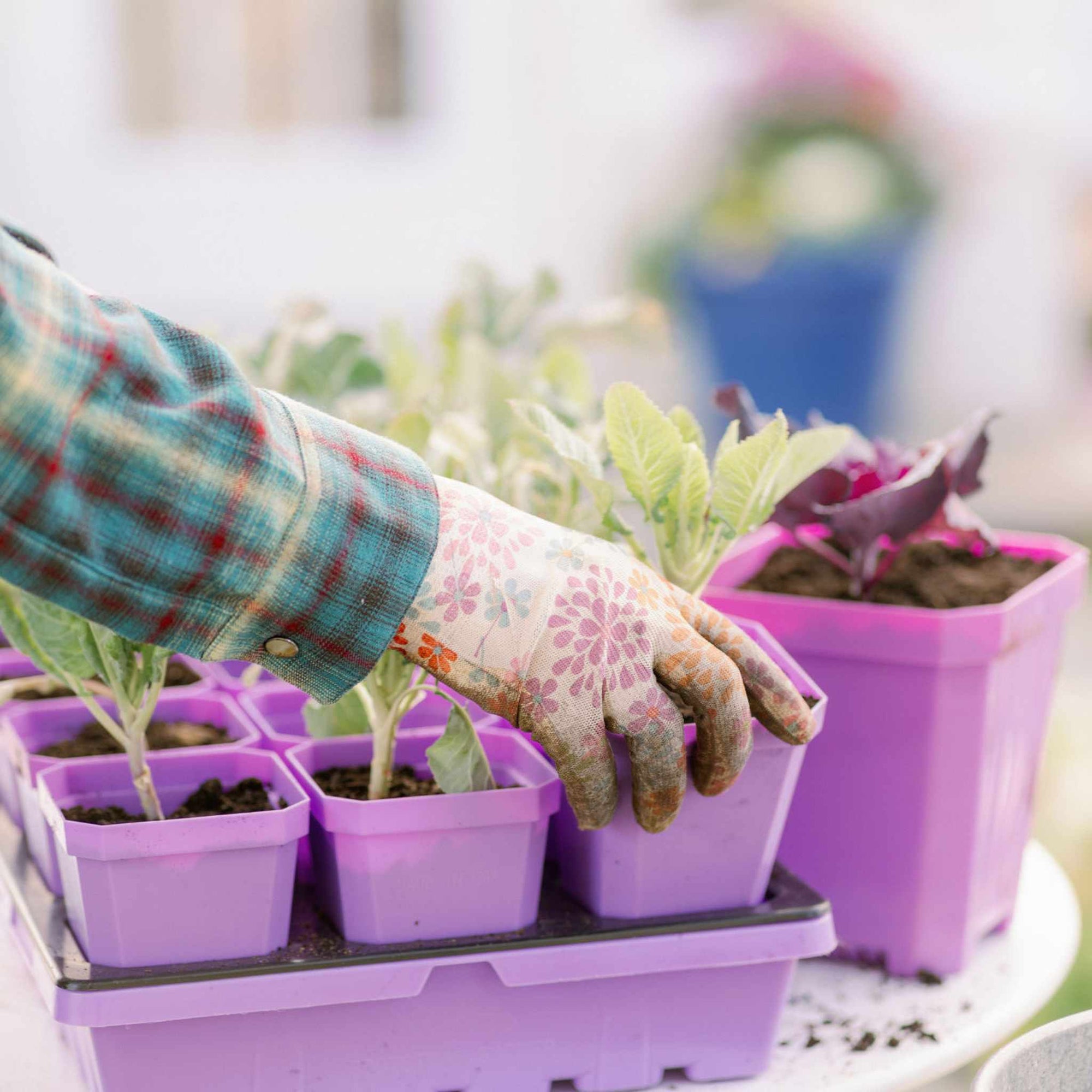 purple pots for plants 3.3" Heavy Duty Seed Starting Pots with Inserts