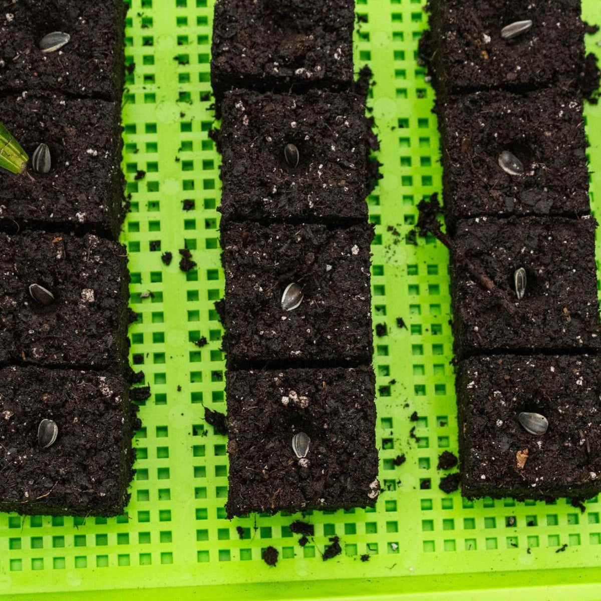 Green and Purple Mesh Trays with Soil Blocks Seeded with Sunflower and Basil Seeds