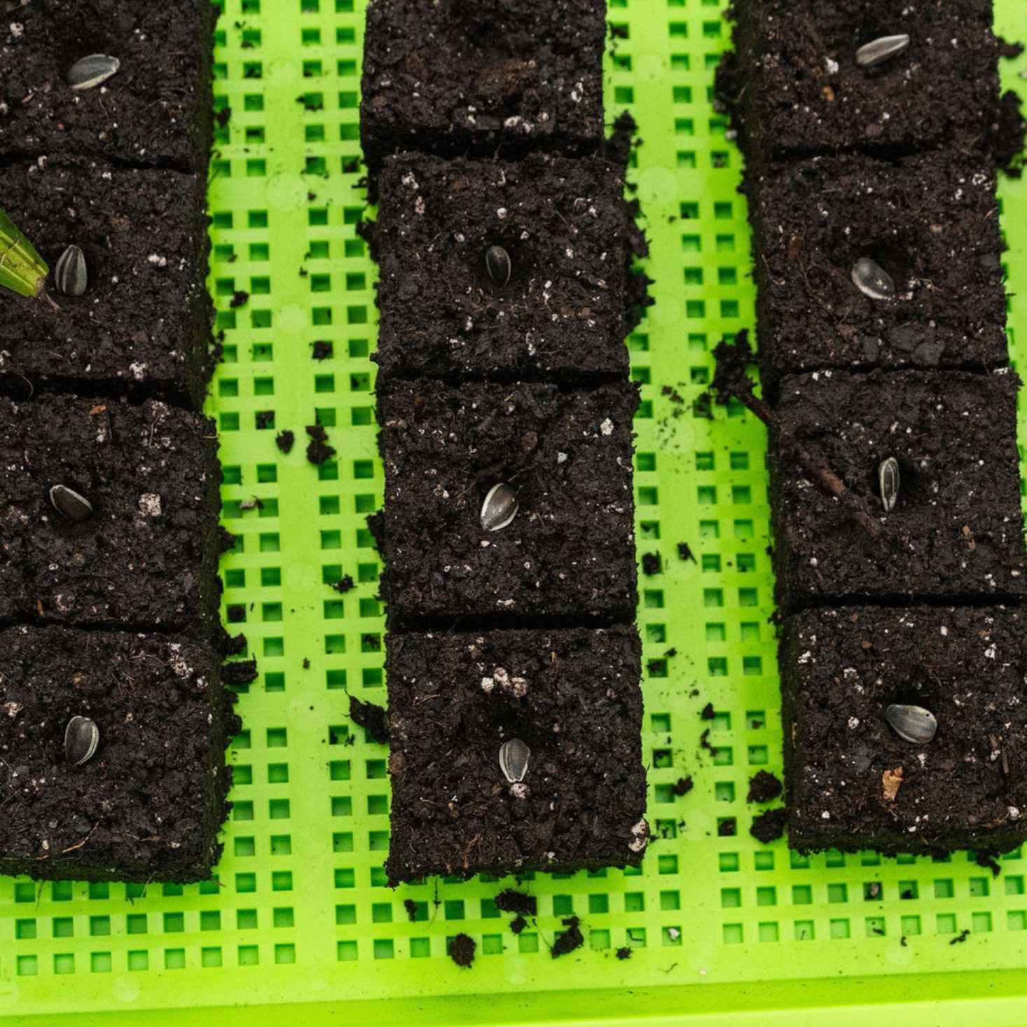 Green and Purple Mesh Trays with Soil Blocks Seeded with Sunflower and Basil Seeds