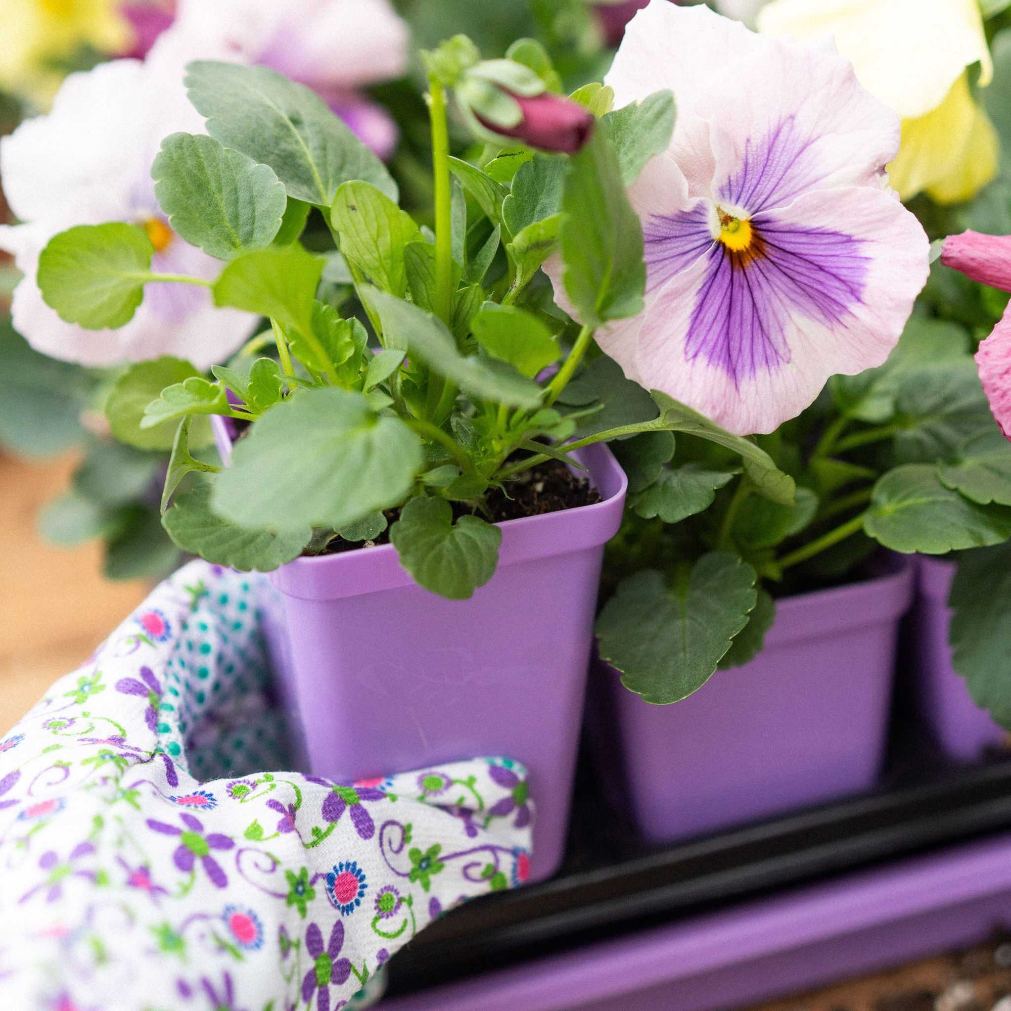 Purple Seed Starting pot with Pansies planted into them