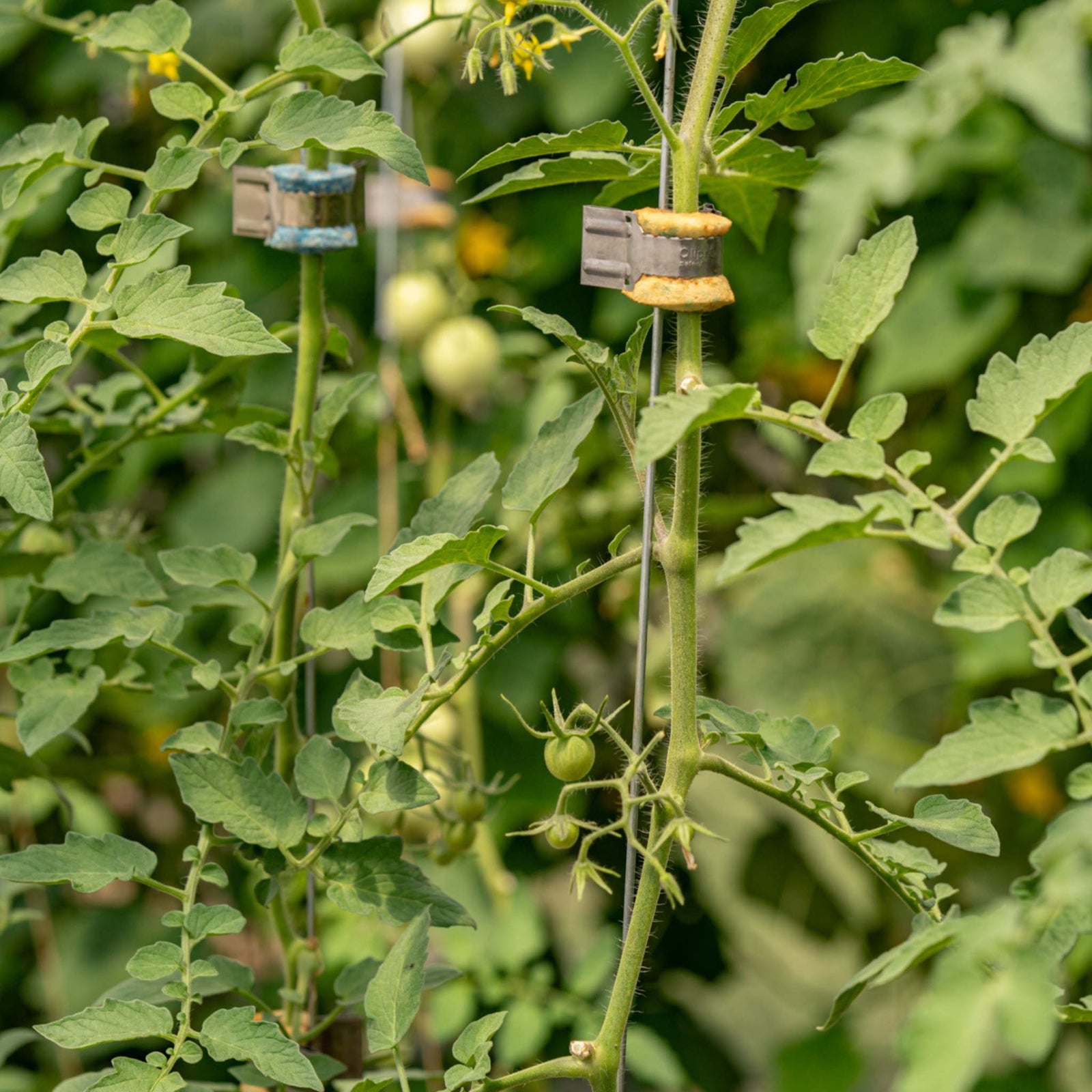 qlipr clips on cherry tomato plants