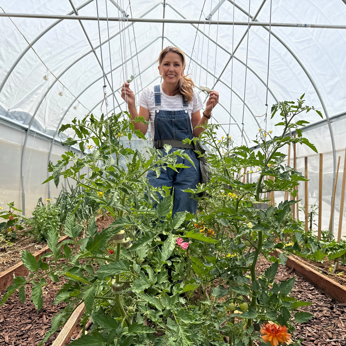 Qlipr Trellis system in a gothic high tunnel 