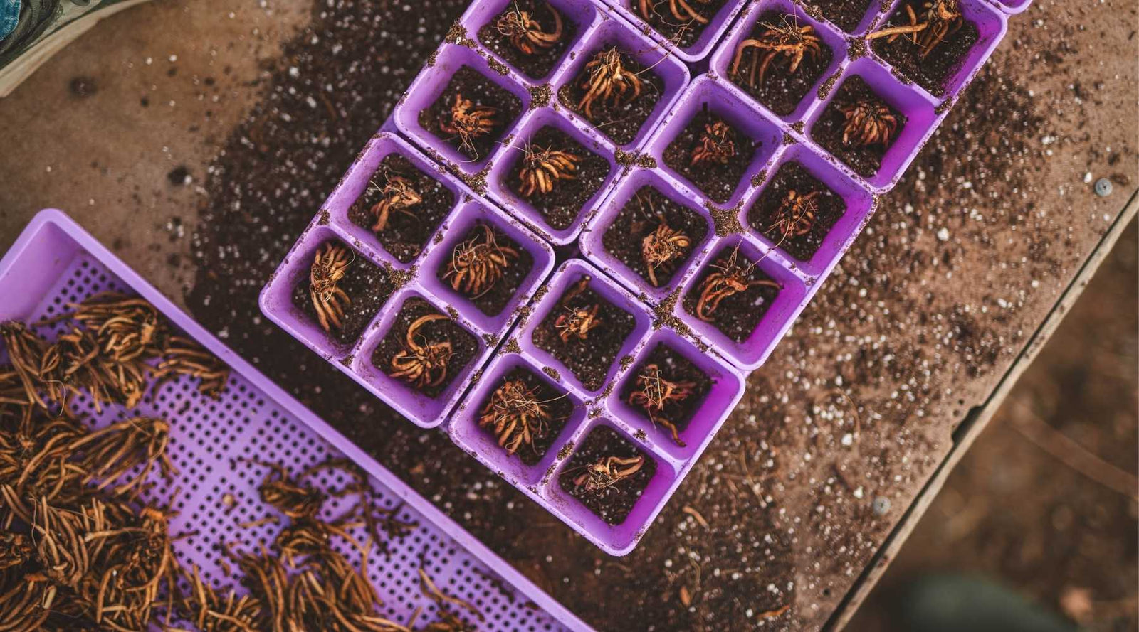 Ranunculus Corms in 4 cells