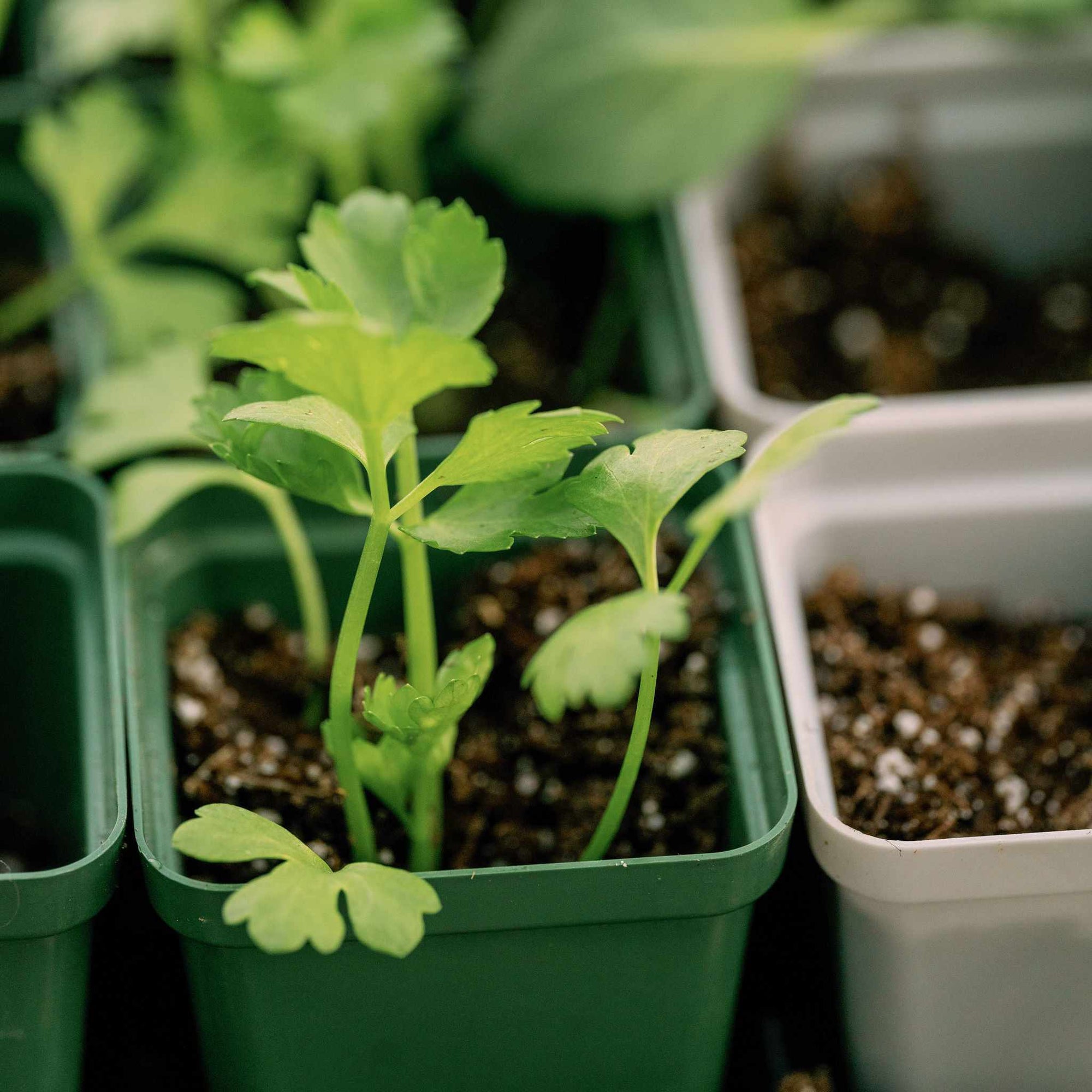 Meadow and Pewter Seed Starting Pots planted with celery and other crops