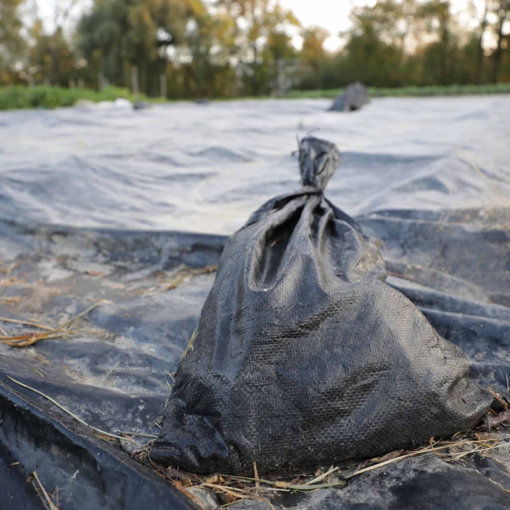 Sand Bag weighting down a silage tarp on a market farm