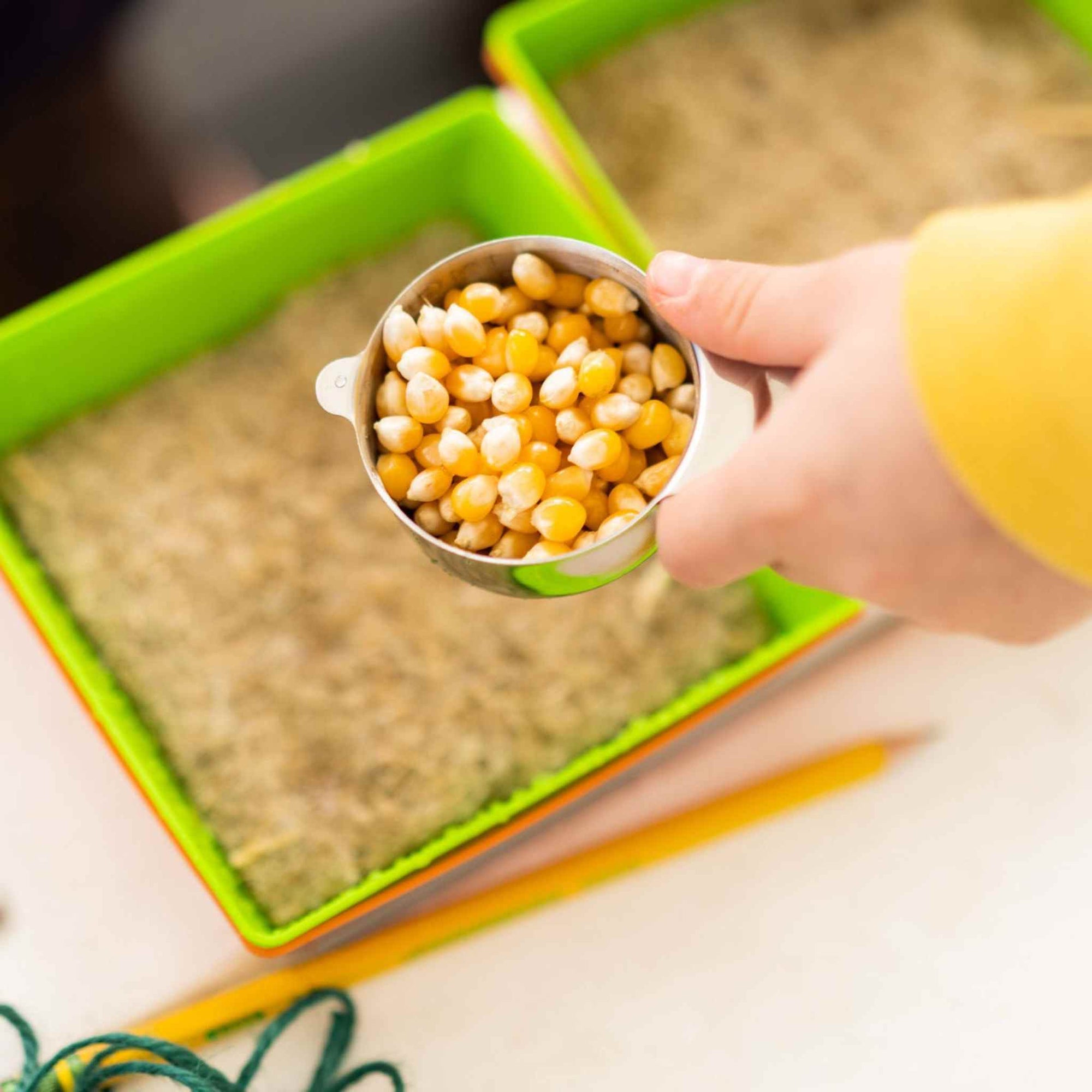 Seeding Popcorn onto 5" Hemp Mat in shallow 5" Green Tray with Orange 5" Tray with No Holes