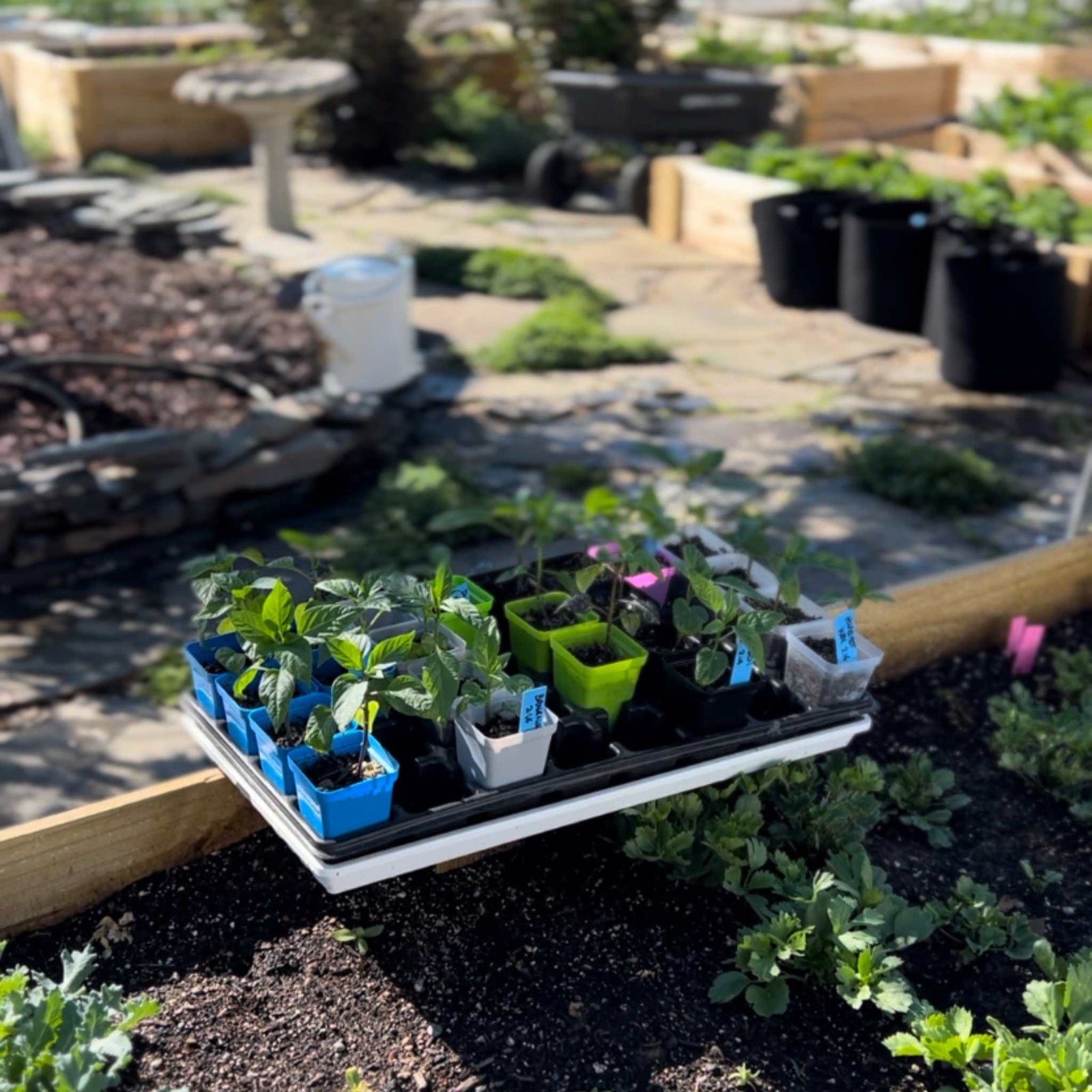 Shallow 1020 with 32 cell insert and 2.5" cups