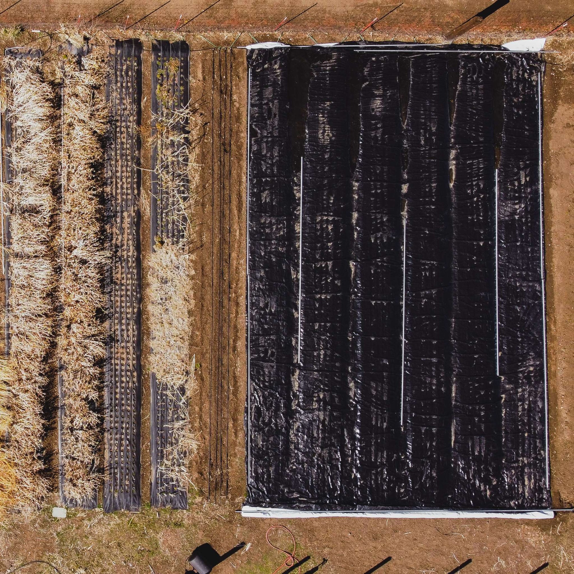 Silage Tarp laid out to kill weeds organically on flower farm