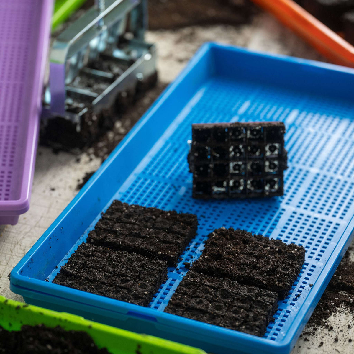 mini 20 soil blocks on mesh tray