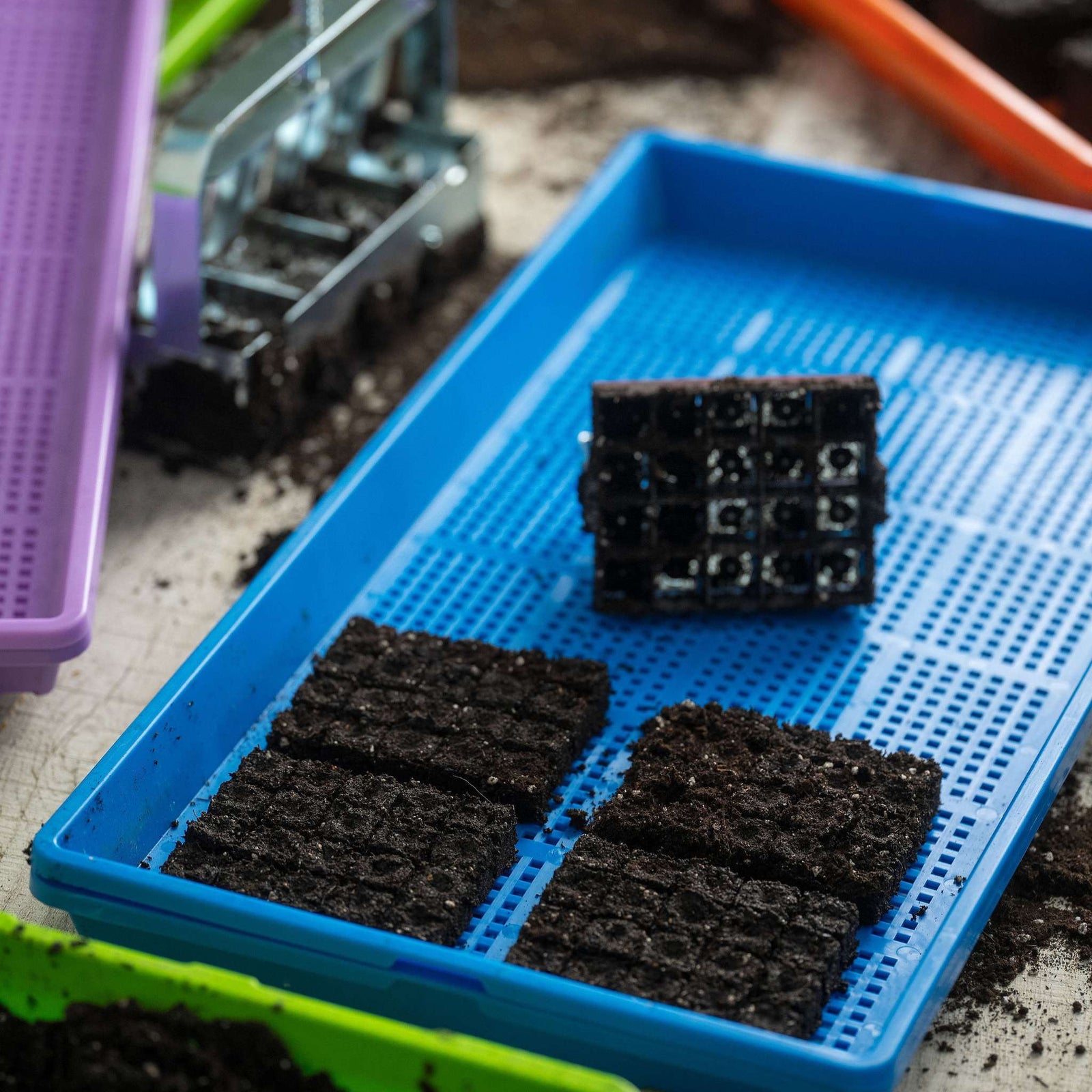 mini 20 soil blocks on mesh tray