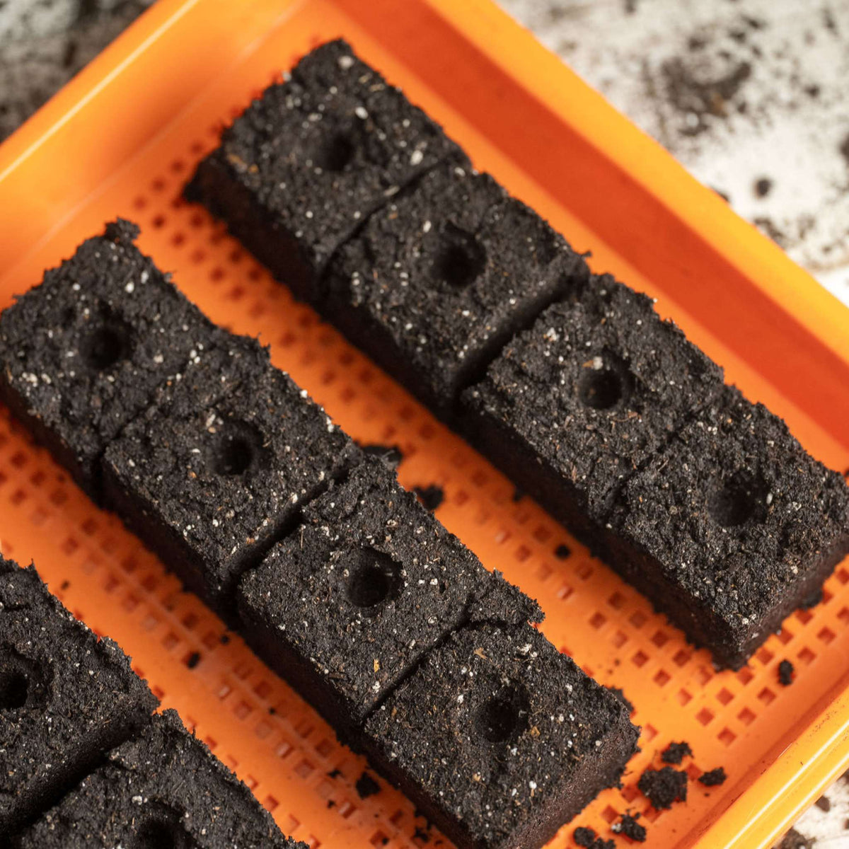 small soil blocks on mesh tray
