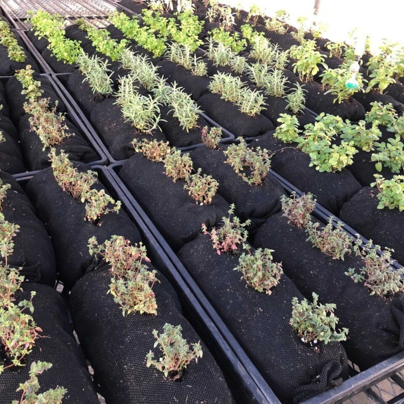 Soil filled vardensok with herbs