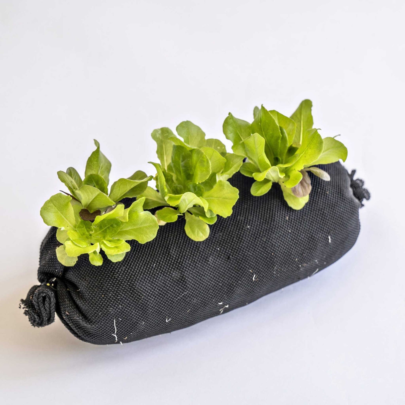 Soil filled vardensok with lettuce