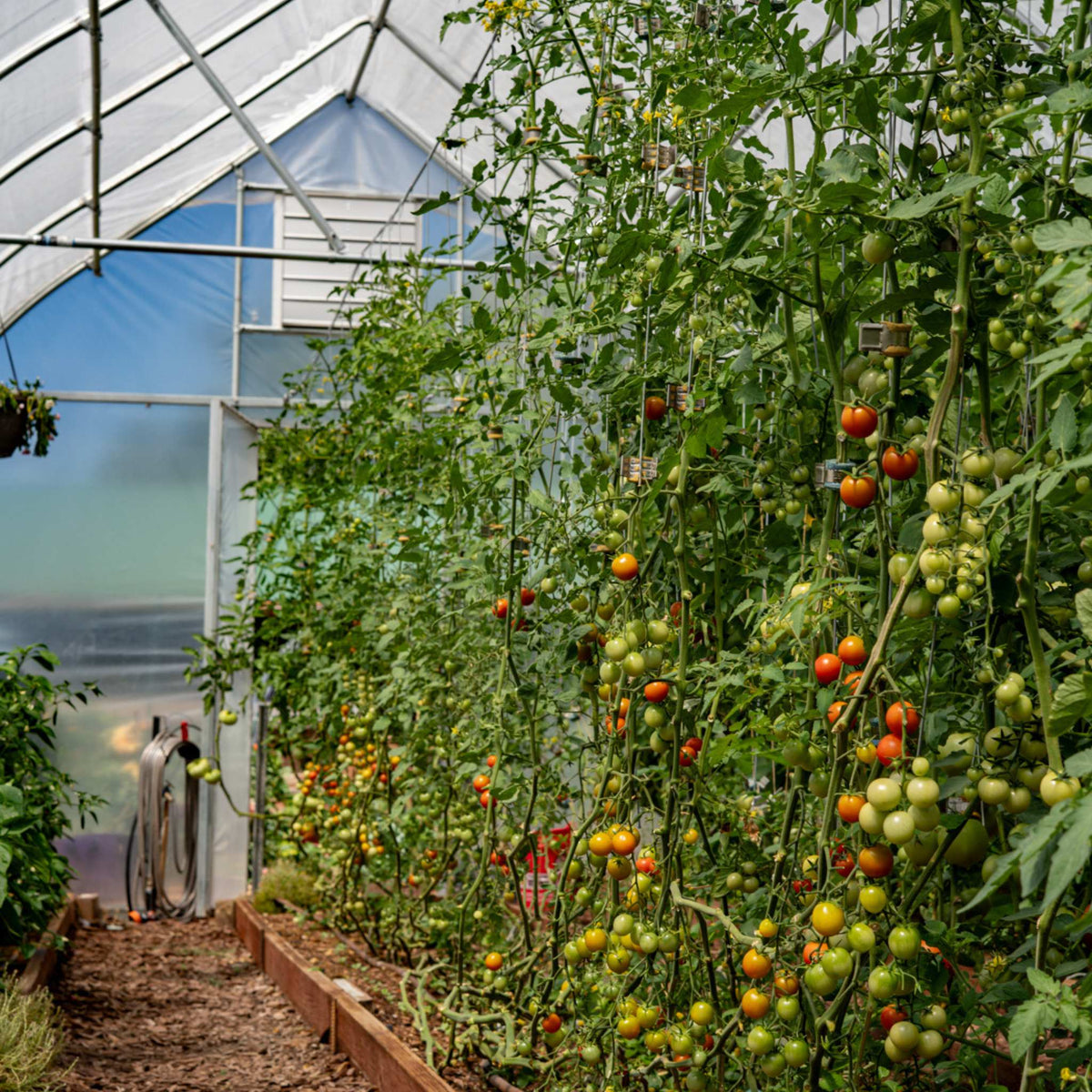 tomatoes trellised with qlipr system