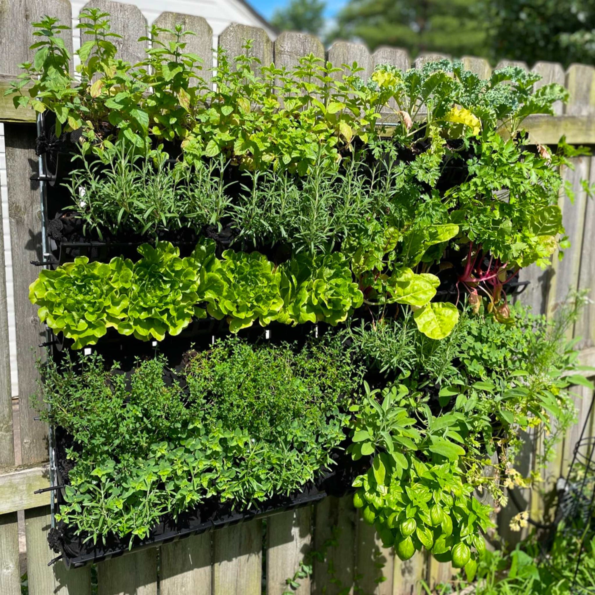 Varden Kitchen installed on fence with greens growing