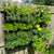 Varden Kitchen installed on fence with greens growing