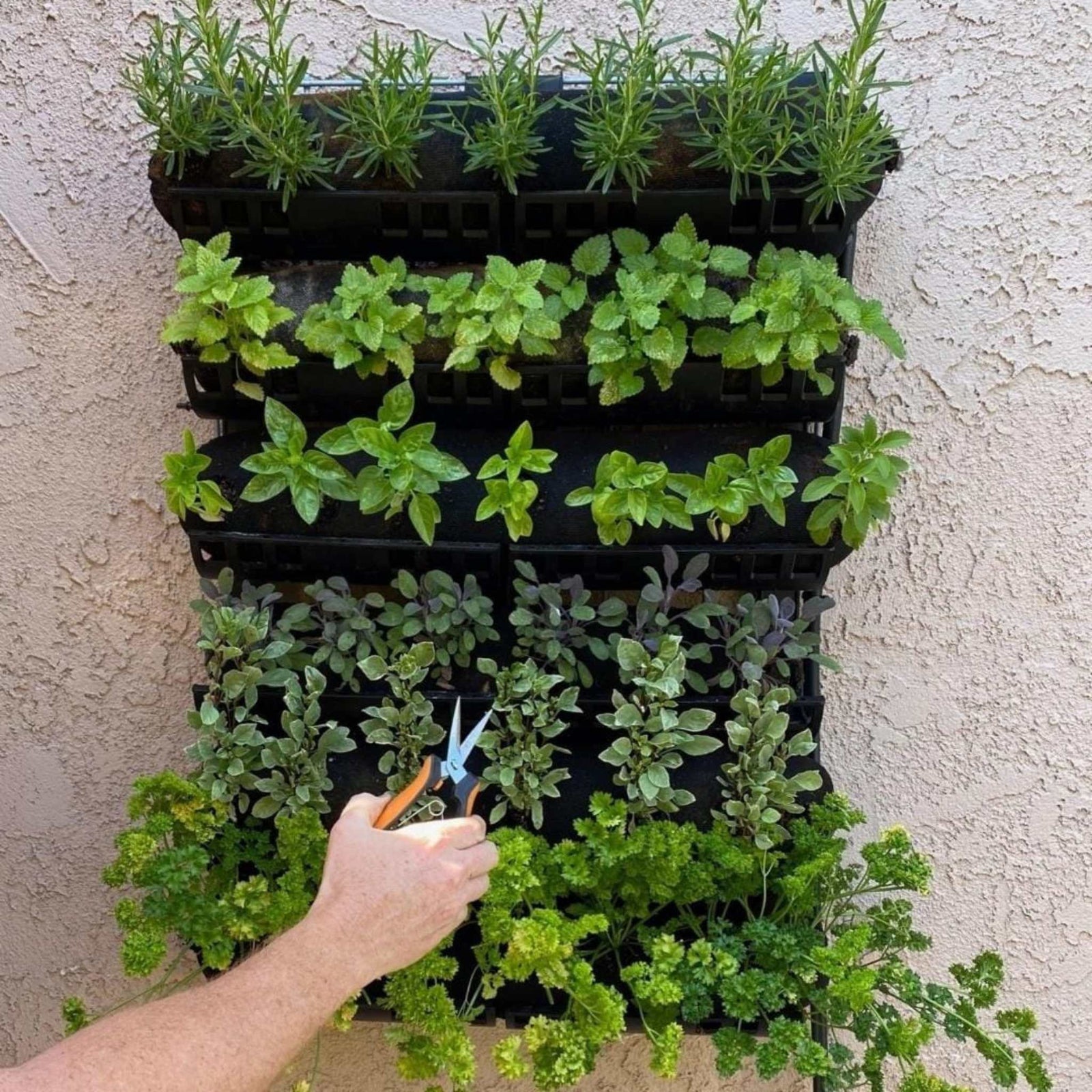 Varden Kitchen Garden with herbs planted