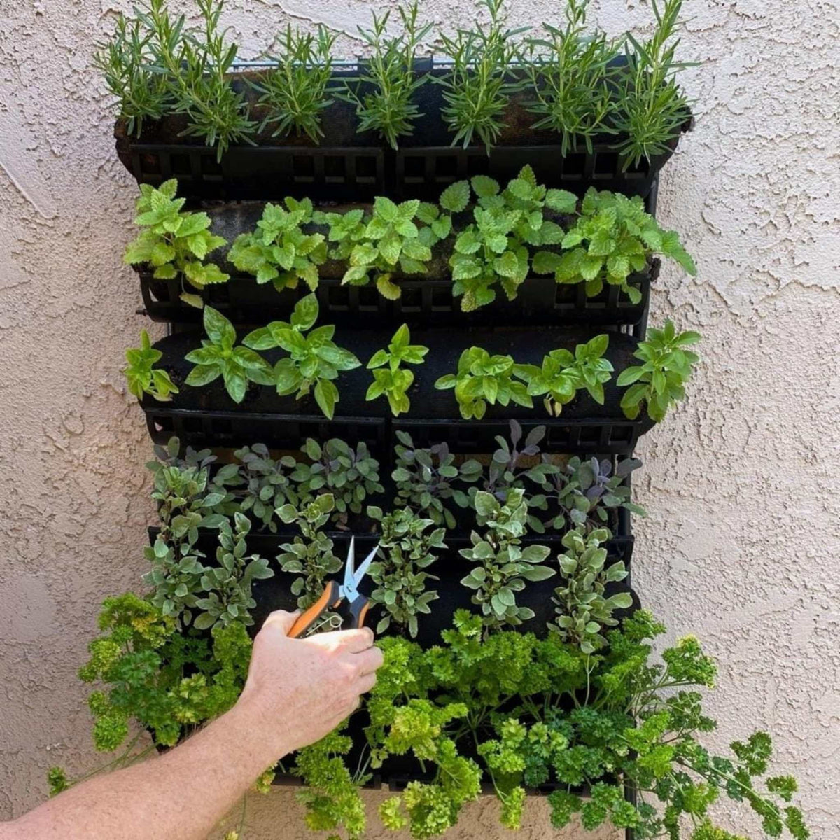 Varden Kitchen Garden with herbs planted
