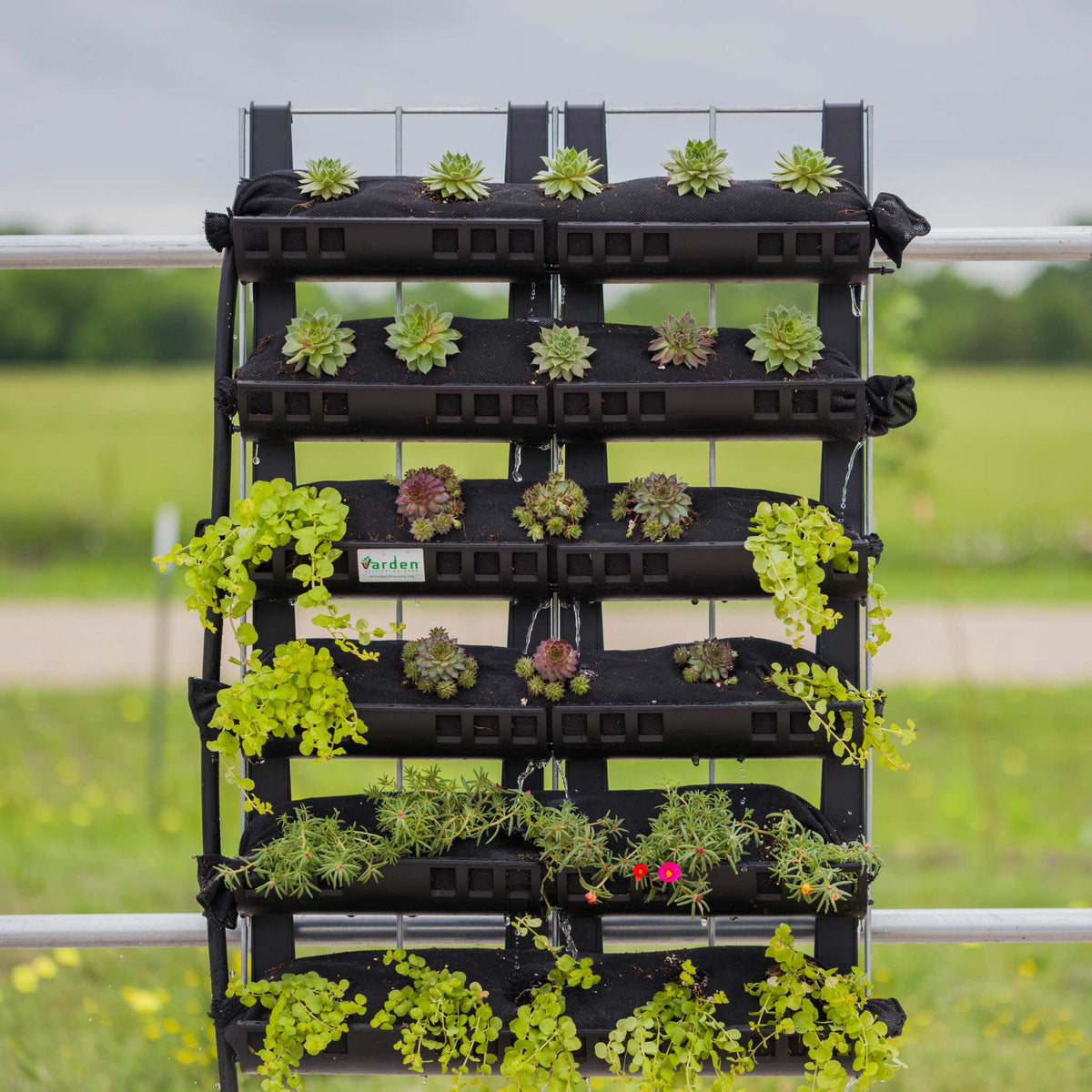 Varden Kitchen Garden with Succulents Growing on  Hoop House End Wall