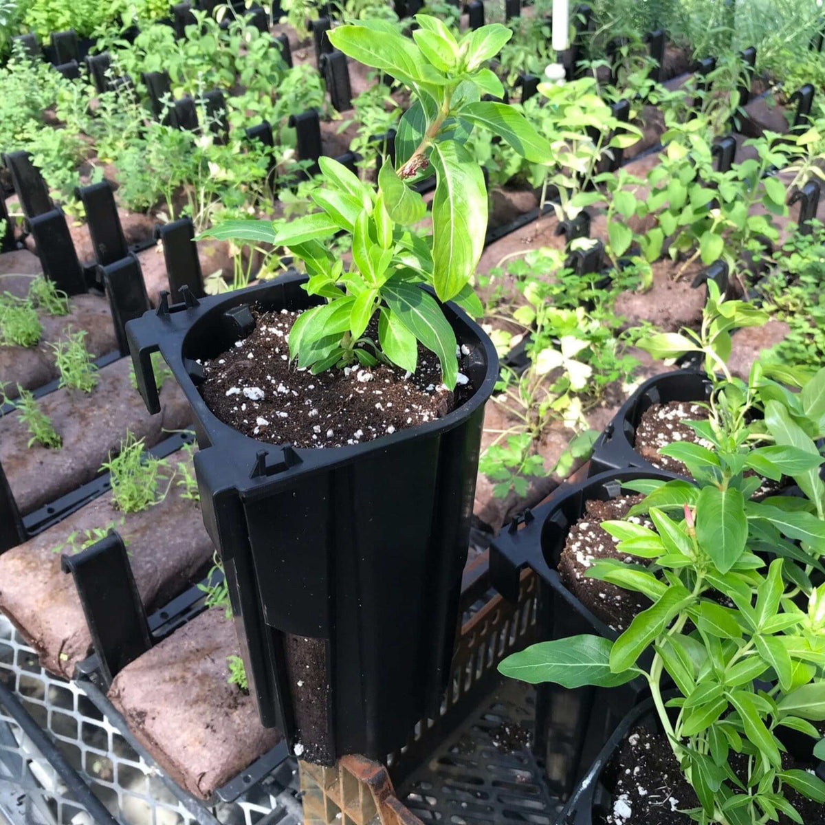 varden sleeve planted