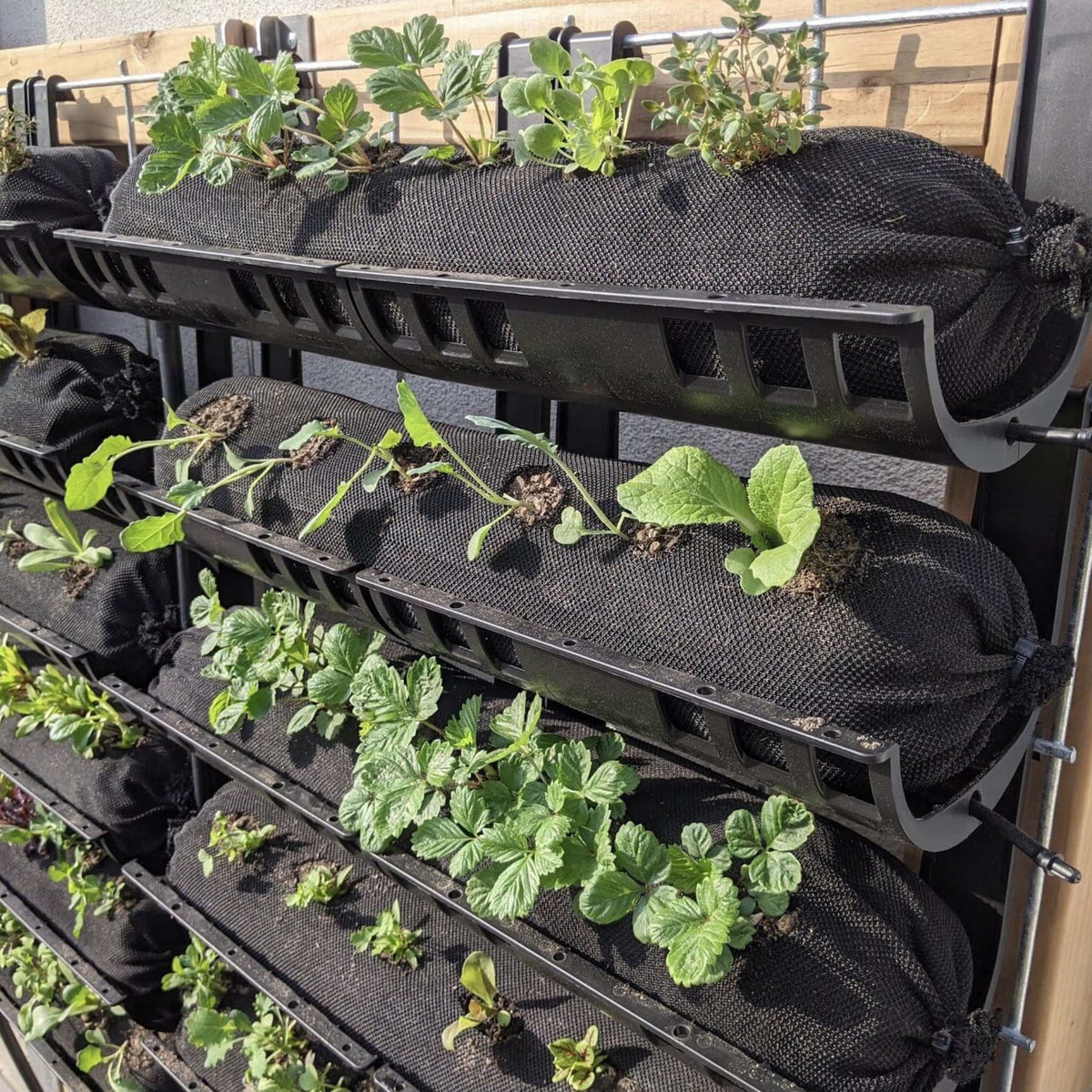 varden trays install on 6" wire and planted with vardensocks filled with soil