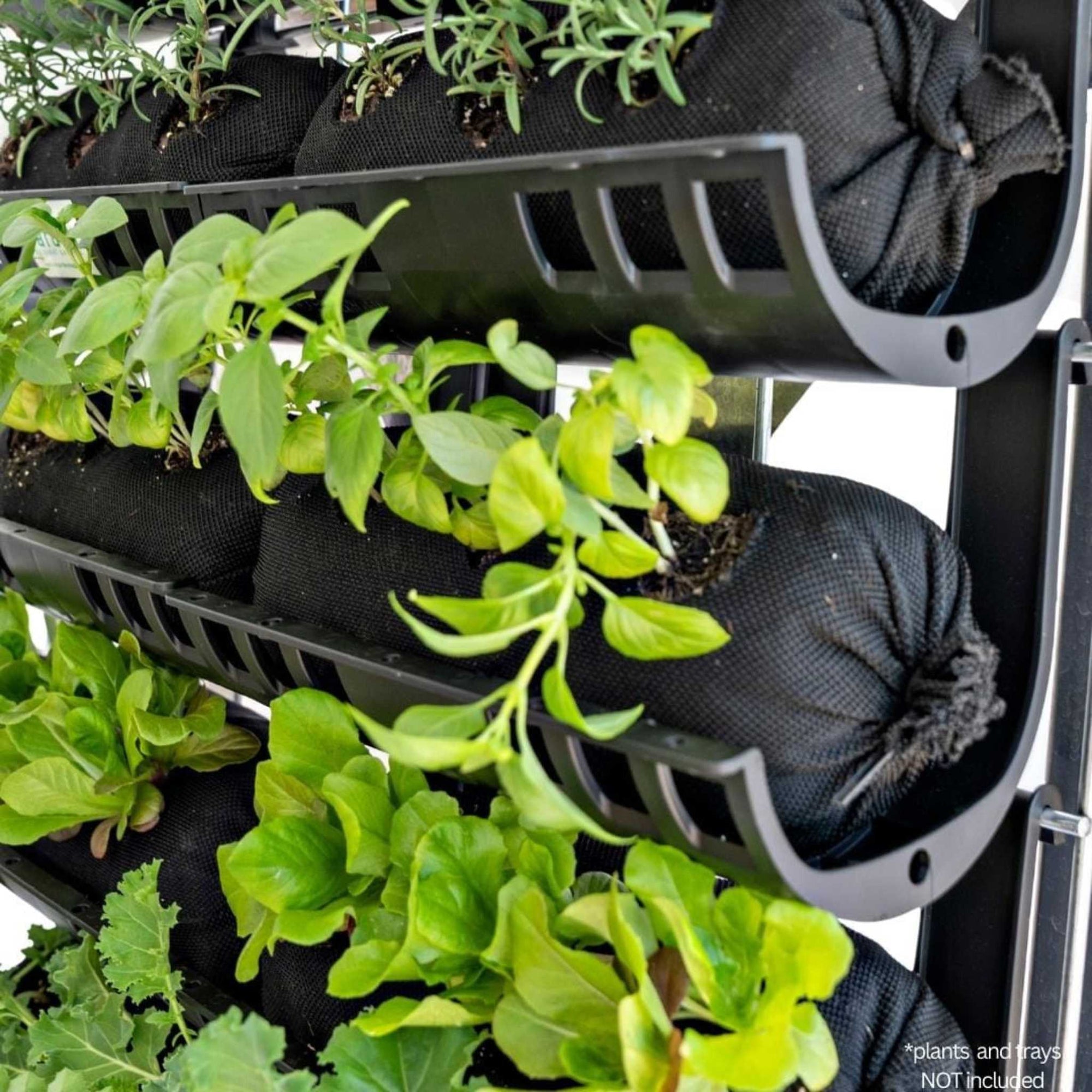 vardensocks planted
