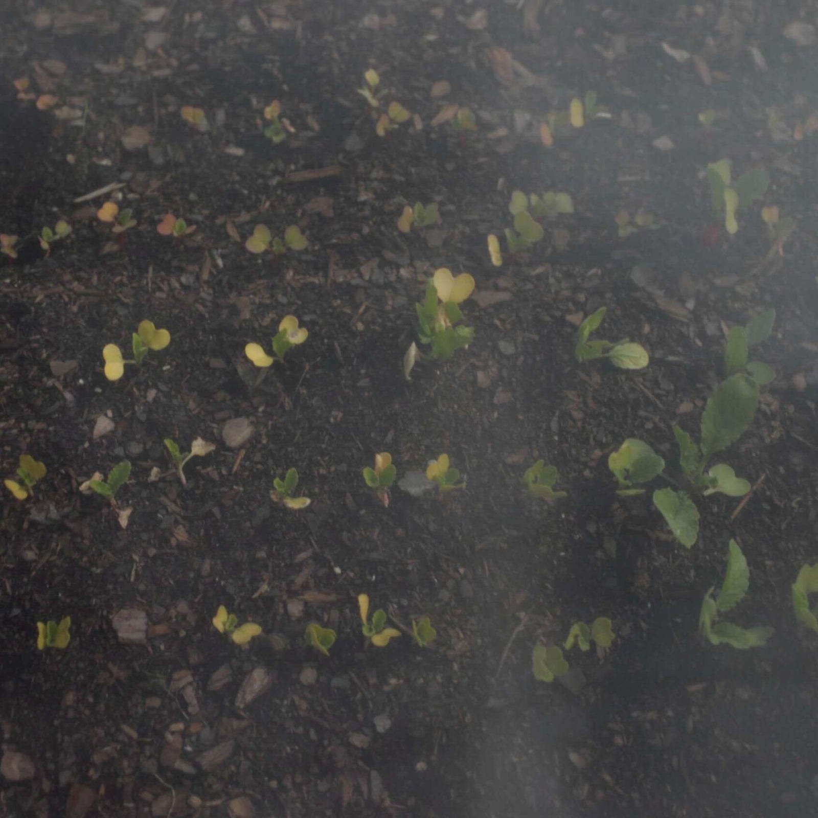 Heavy Duty insect netting over diy low tunnel view above