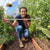 Vine Buddy Trellis kit in greenhouse
