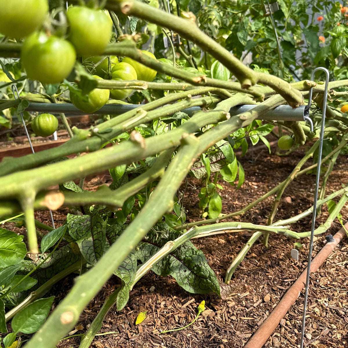 Vine Buddy Trellis kit front view in use with tomatoes