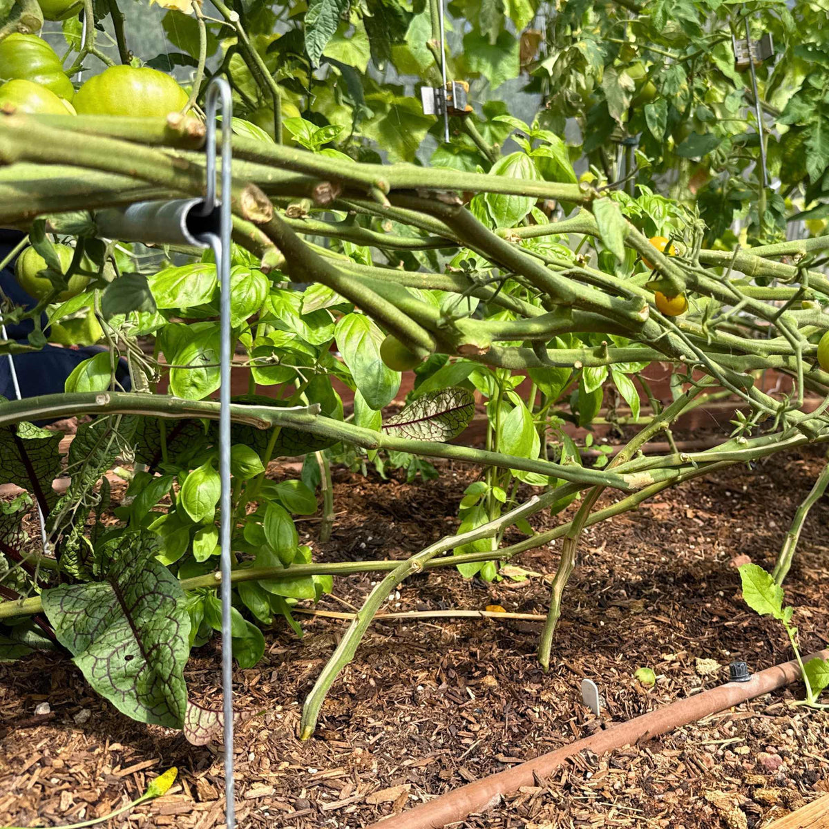 side view of vine buddy installed and supporting lower and lean trellised tomatoes with a the qlipr system.