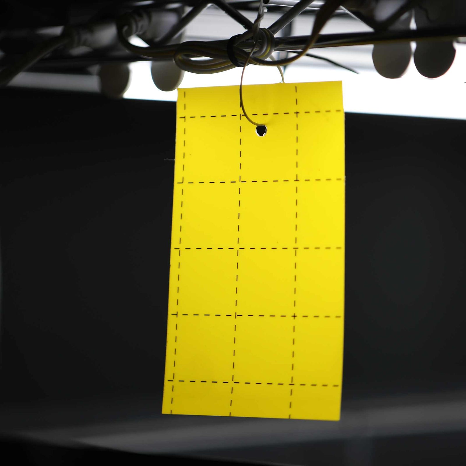 A yellow sticky trap card hanging on an automated grow rack in a grow room
