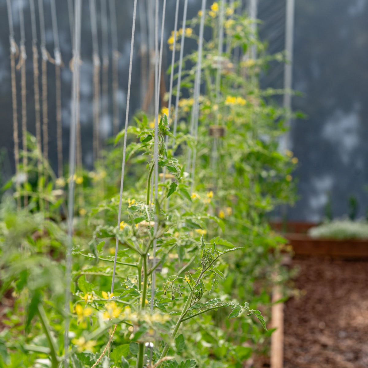 young tomatoes trellised on a qlipr system