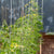 Qlipr Trellising System
