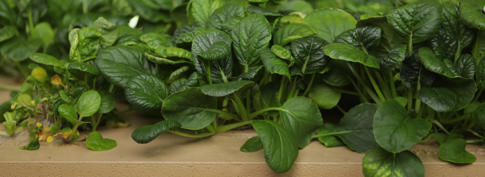 Custom mix Asian greens grown hydroponically on a Bootstrap Farmer raft, ready to be harvested