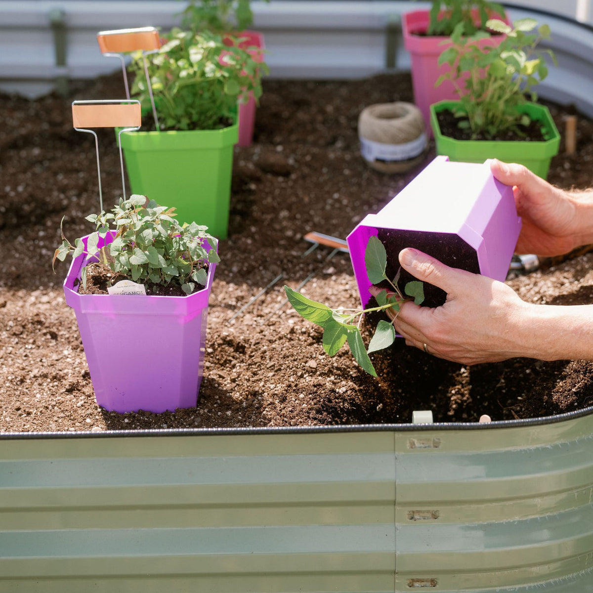 raised bed with grower planting herbs