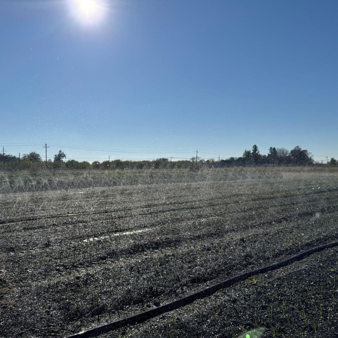 Sumi Soaker R-Wide — Overhead Irrigation Tubing