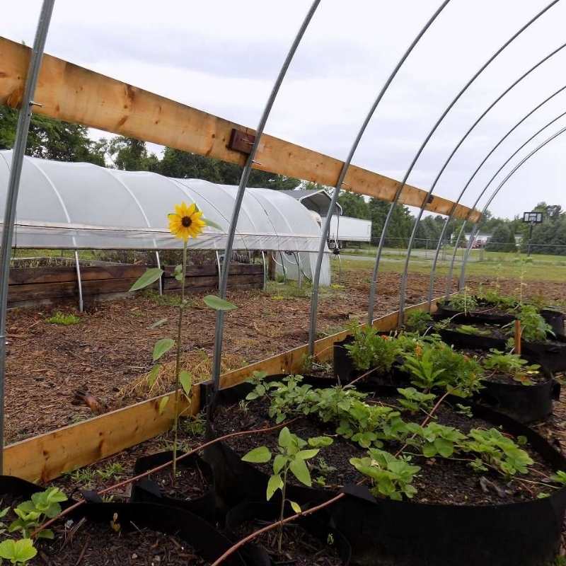 100 g Grow bag in hoop house