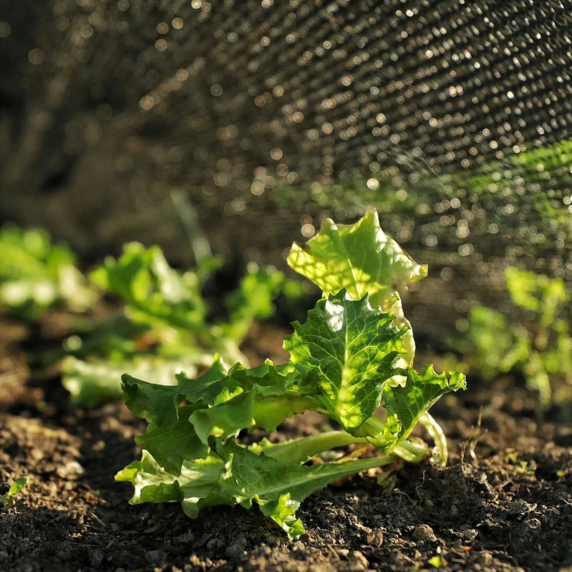 Shade cloth