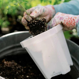 white 5" pot
