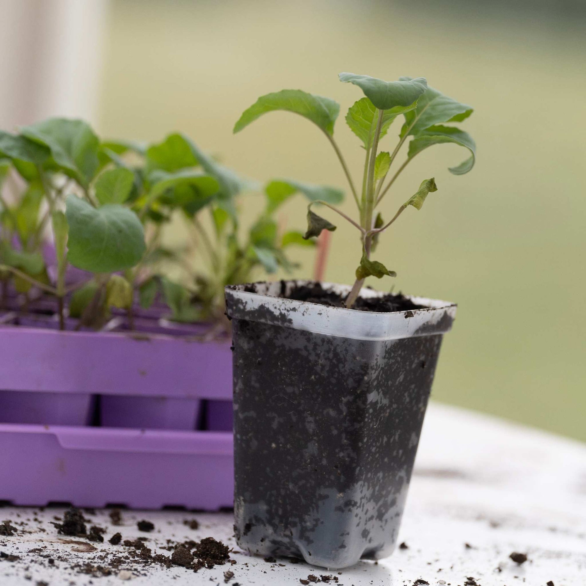 plant starter pots 2.5" Seed Starter Pots / Inserts - Extra Strength Resusable