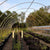 grow bag in hoop house greenhouse