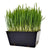 5x5 Tray Wheatgrass